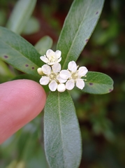 Prunus emarginata
