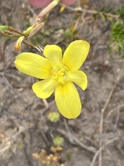 Moraea elsiae