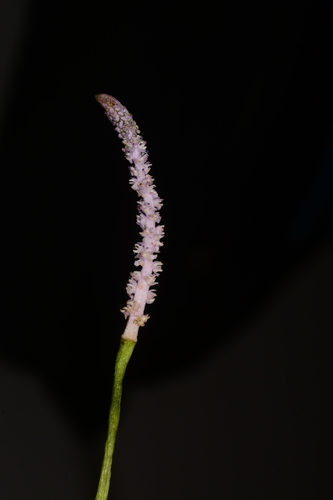 Image of Aponogeton natans by no rights reserved