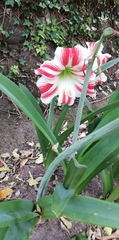 Hippeastrum vittatum