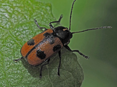 Cryptocephalus quinquepunctatus