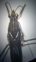 Gerris argentatus