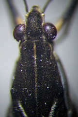Gerris argentatus