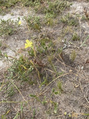 Moraea elsiae
