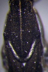 Gerris argentatus