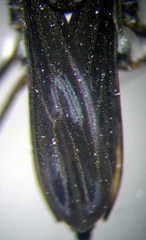 Gerris argentatus