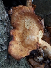 Gymnopilus junonius