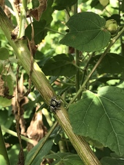 Phidippus carolinensis
