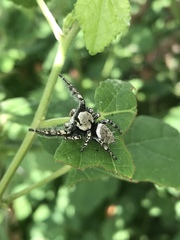 Phidippus carolinensis