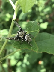 Phidippus carolinensis