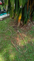 Varanus salvator bivittatus