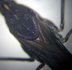 Gerris argentatus