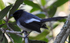 Trochocercus cyanomelas cyanomelas