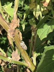 Phidippus carolinensis