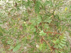 Mimosa tricephala