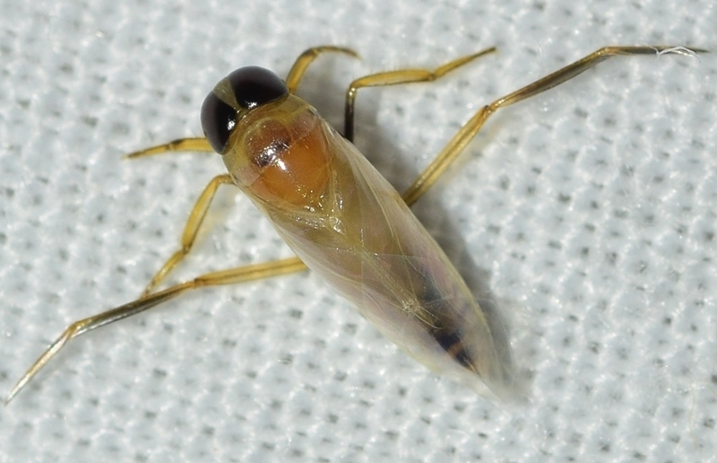 Anisops Insect Anisops debilis (Tenerife Hemiptera) · iNaturalist