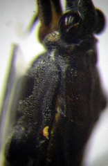 Gerris argentatus