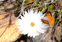 Chrysoritis endymion