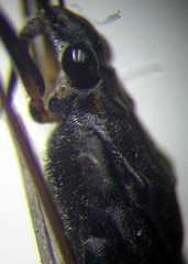 Gerris argentatus