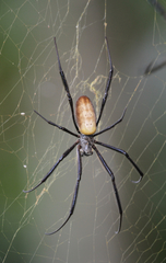 Trichonephila fenestrata