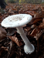 Amanita citrina