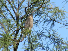 Accipiter cooperii
