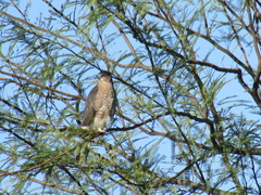Accipiter cooperii