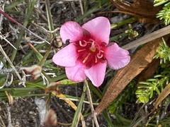 Tritonia squalida