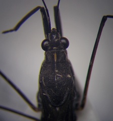 Gerris argentatus