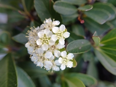 Pyracantha koidzumii
