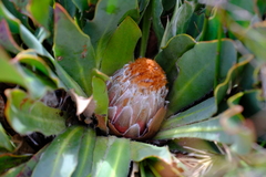 Protea caespitosa