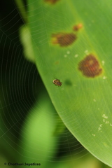 Araneidae