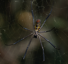Trichonephila fenestrata