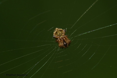 Araneidae