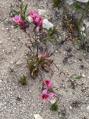 Tritonia squalida