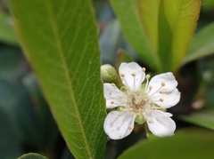 Pyracantha koidzumii