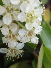 Pyracantha koidzumii