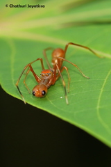 Myrmaplata plataleoides