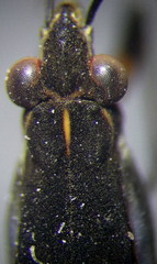 Gerris lacustris