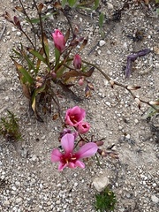 Tritonia squalida
