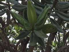 Vochysia thyrsoidea