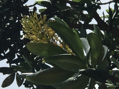 Vochysia thyrsoidea
