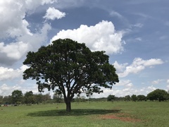 Vochysia thyrsoidea