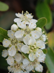 Pyracantha koidzumii