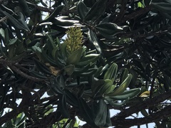 Vochysia thyrsoidea