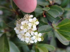Pyracantha koidzumii