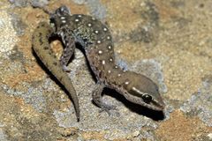 Saurodactylus harrisii