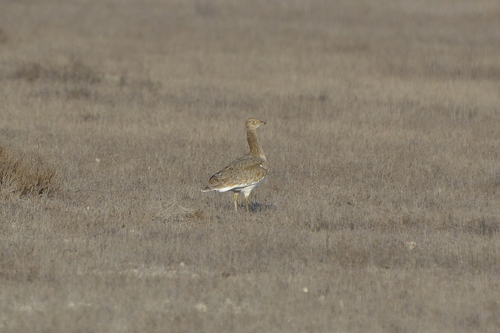 Little Bustard