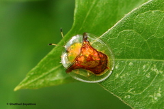 Aspidimorpha furcata