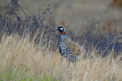 Francolinus francolinus